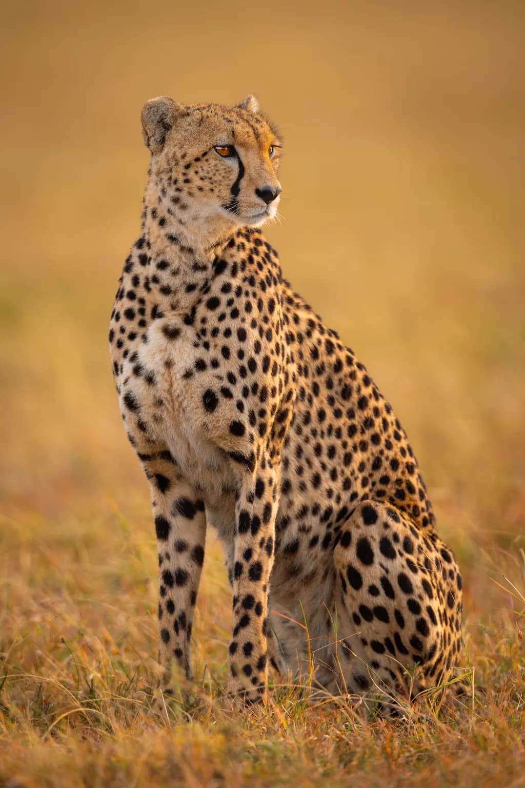 Cheetahs Never Win