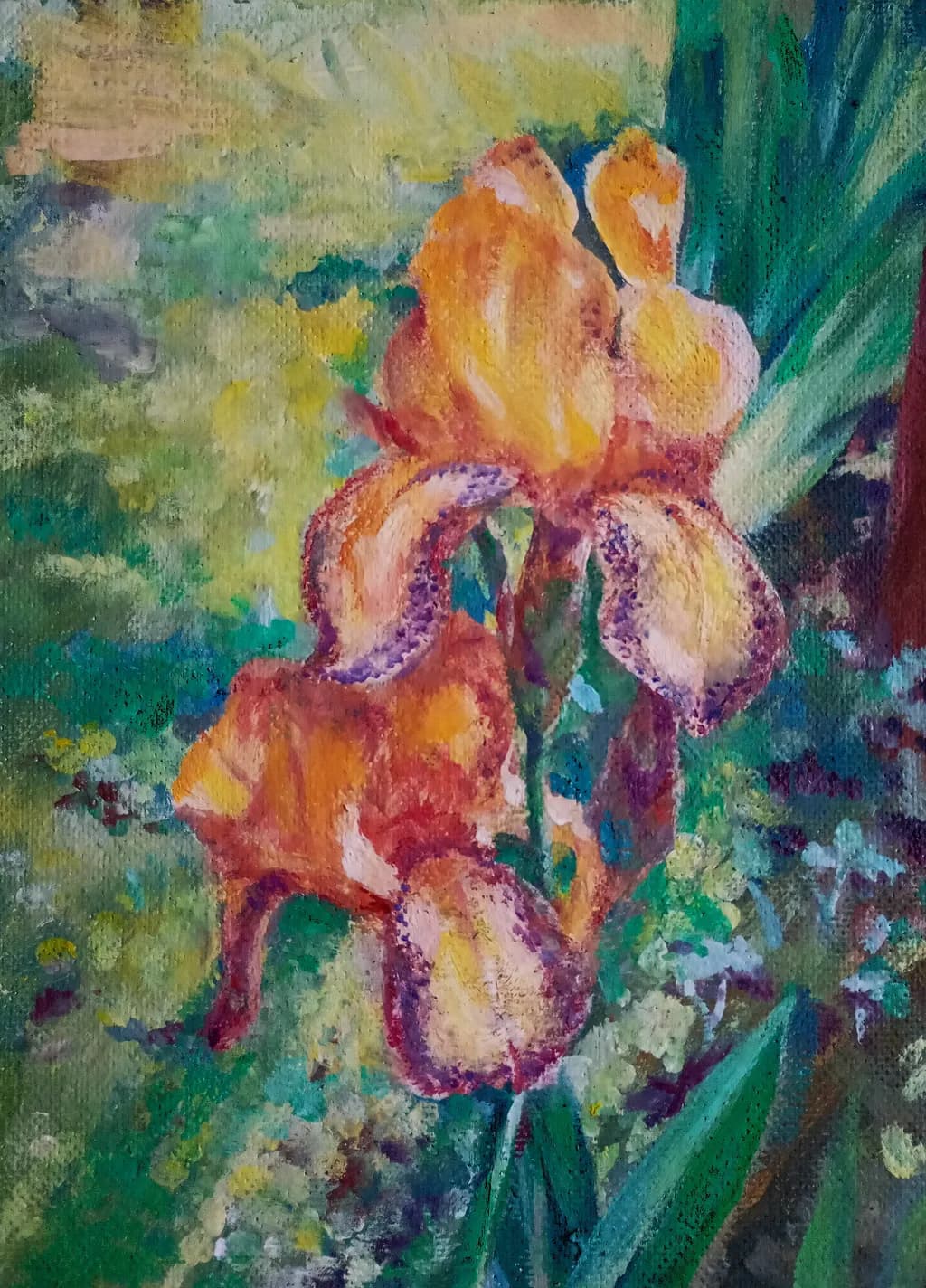Blooming Iris
