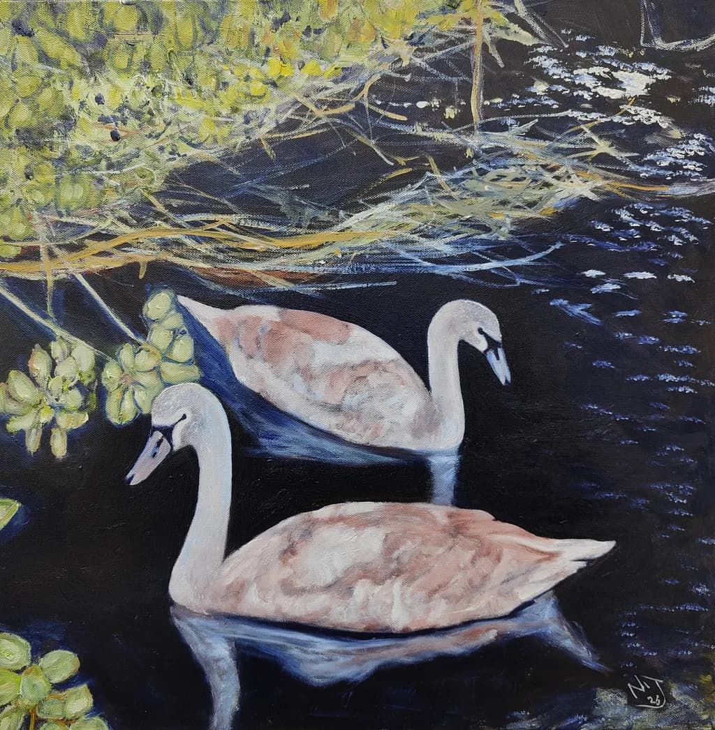 Juvenile Swans