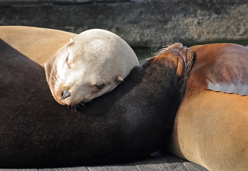 Sea Lions Resting