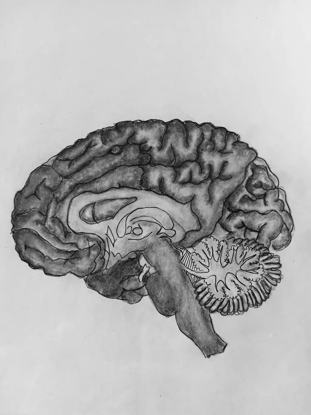 Cerebral Contours