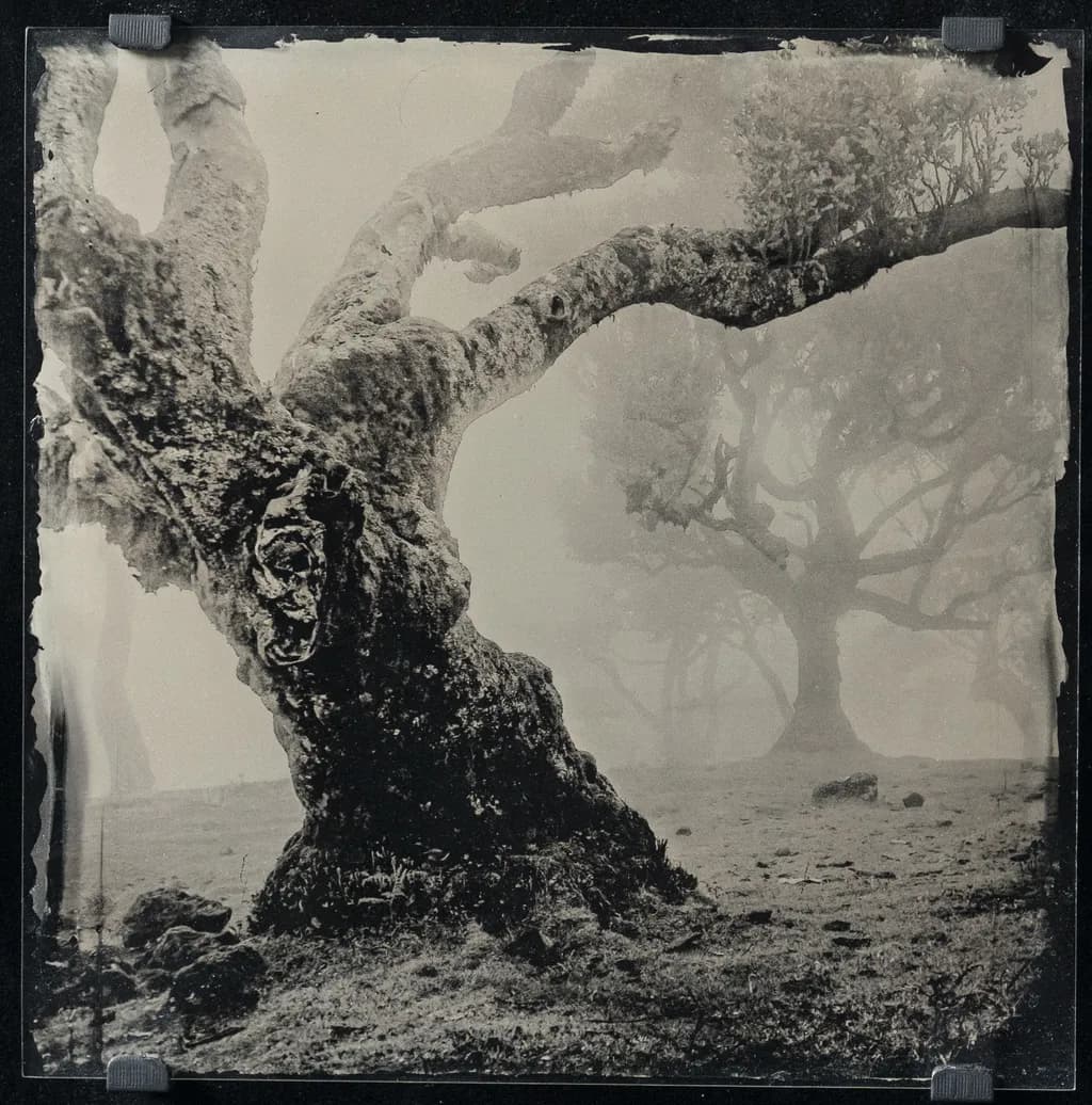 The Story of an Ancient Tree