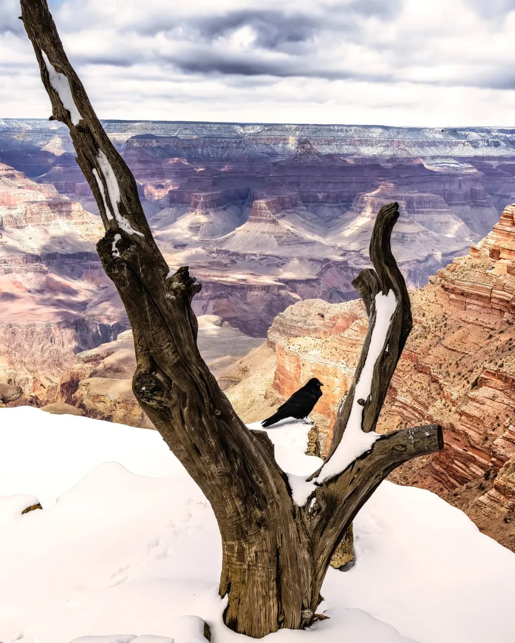The Crow and the Canyon