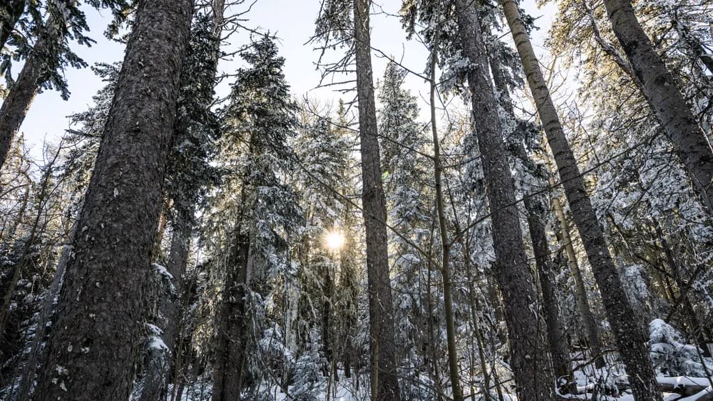 Sandia Crest Snowshoeing