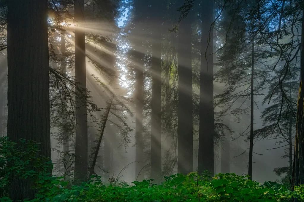 Sunlit Misty Forest