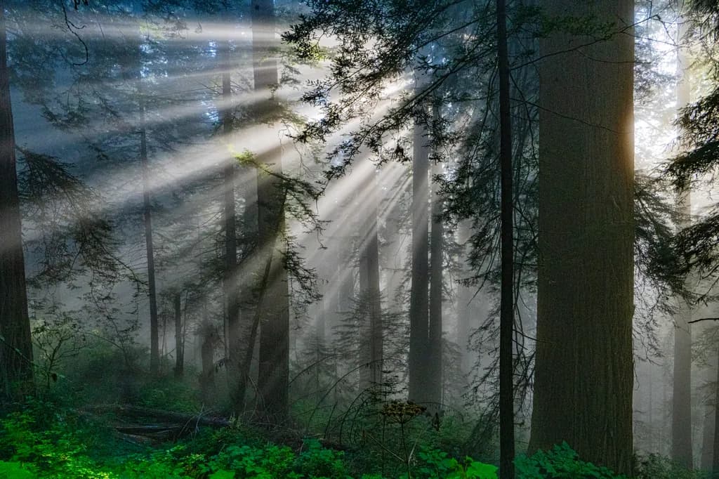 Forest Light Rays