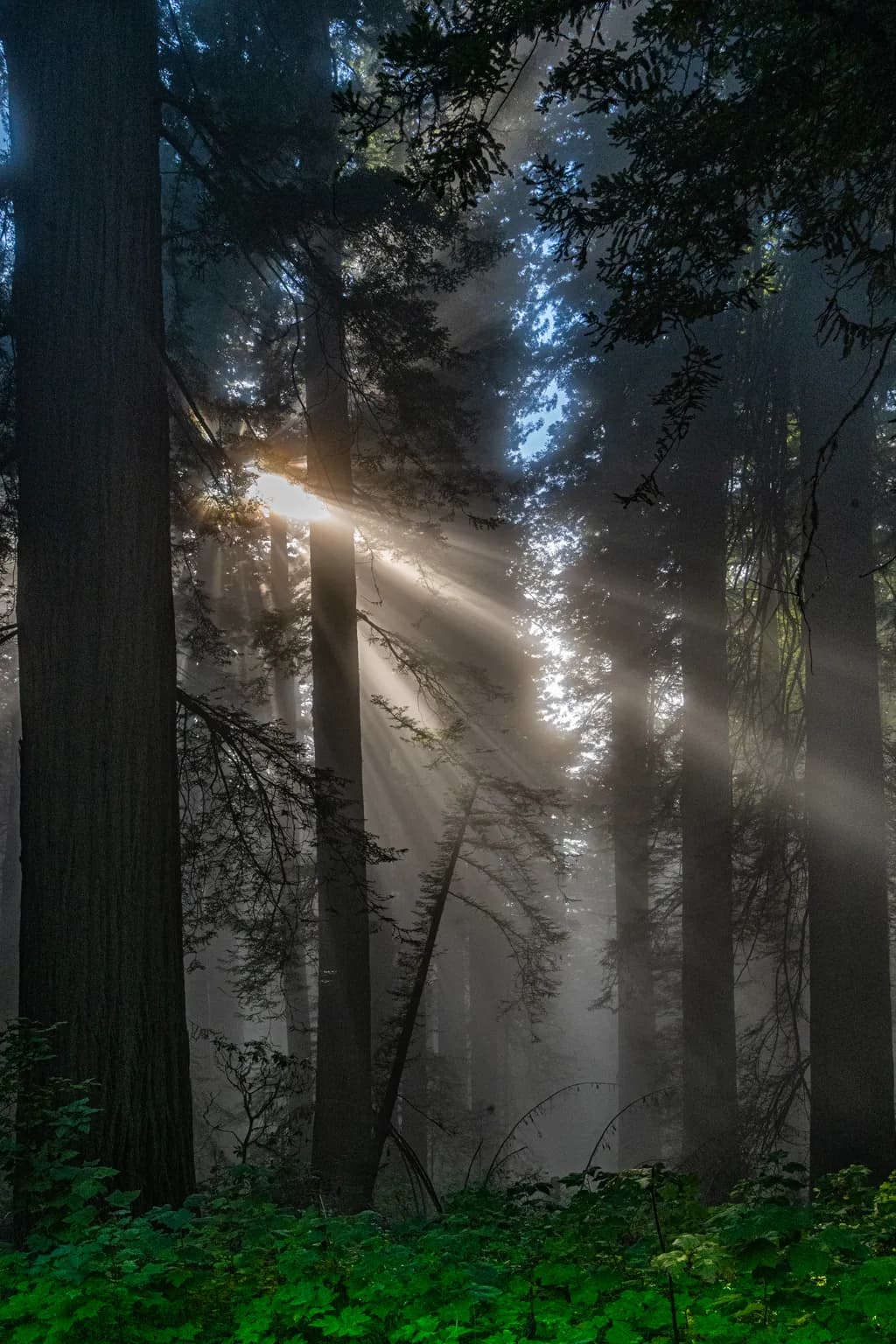 Redwood Forest Sunbeams