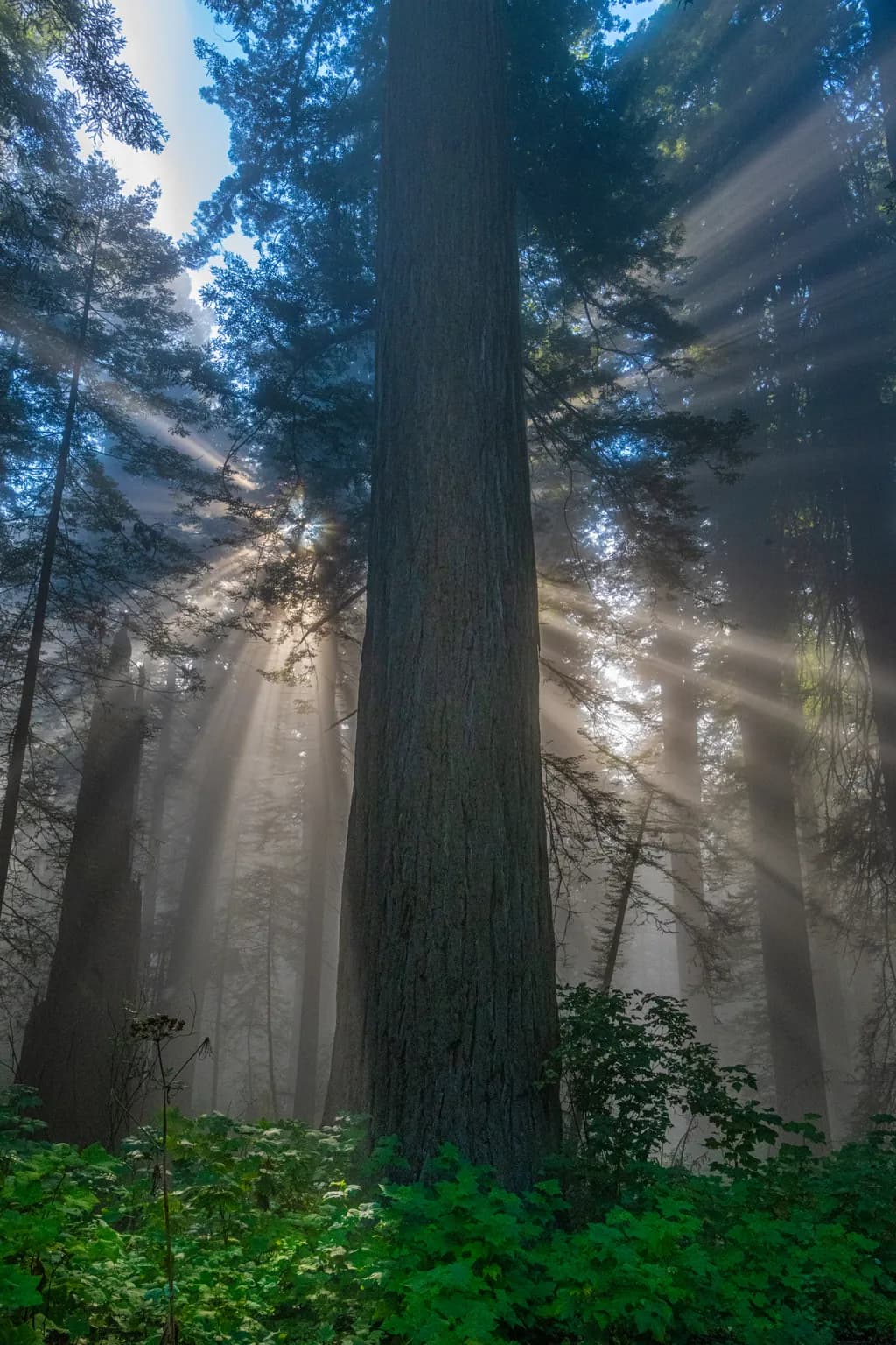 Redwood Forest Light