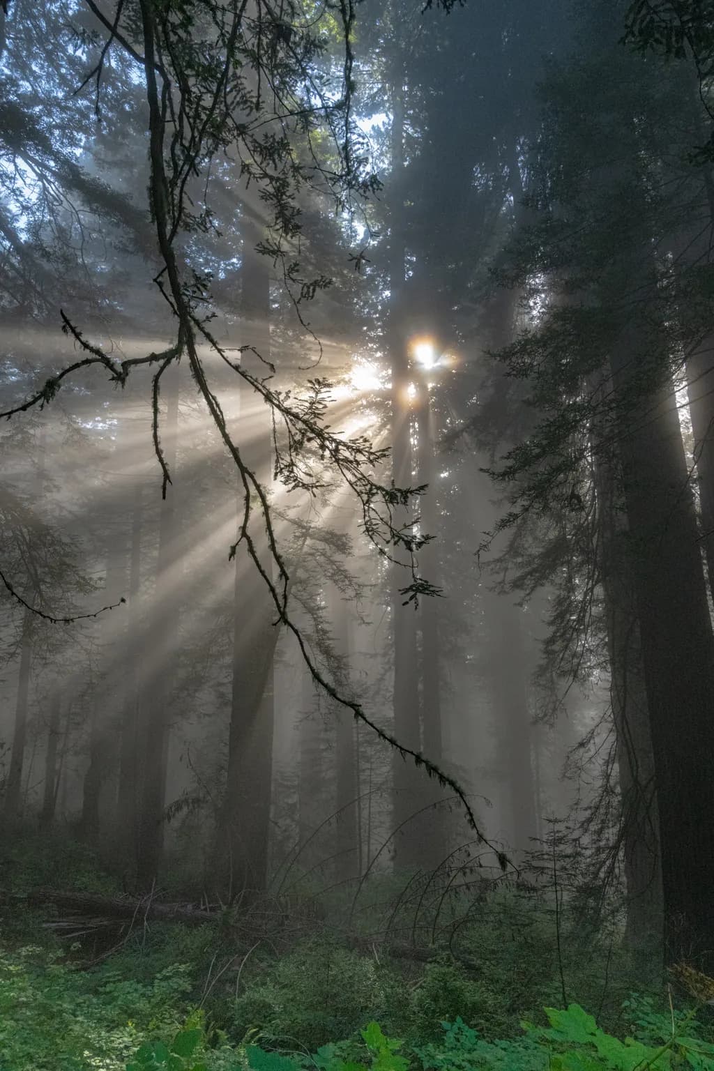 Sunlit Misty Forest