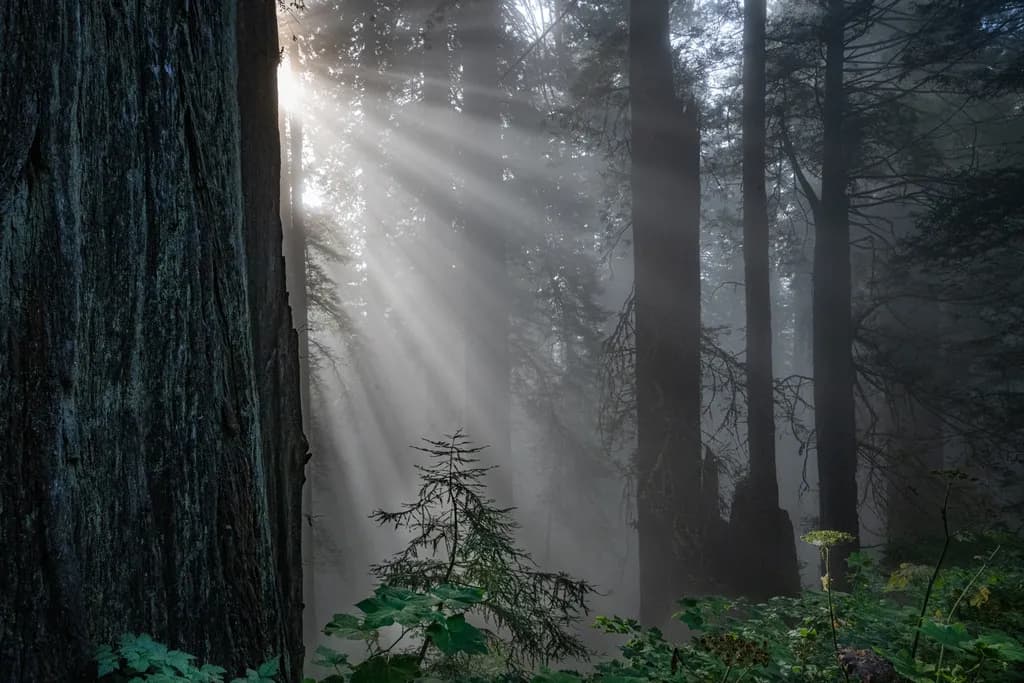 Forest Light Rays