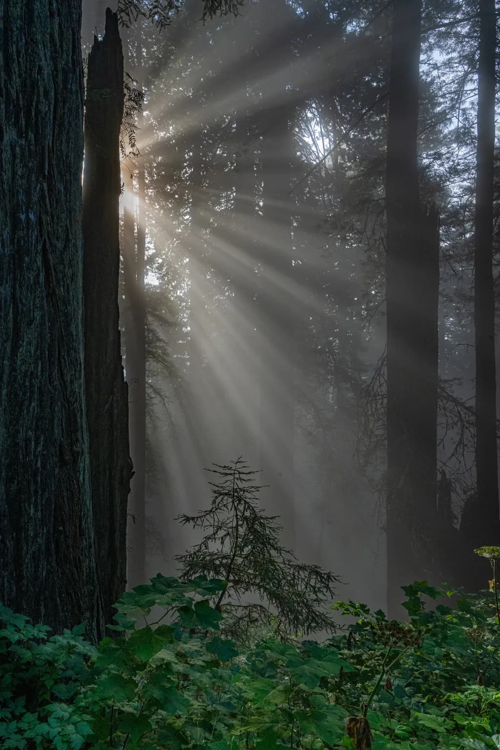 Forest Light Rays