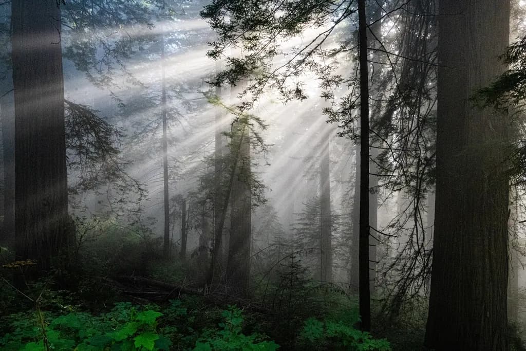 Sunbeams Through the Forest