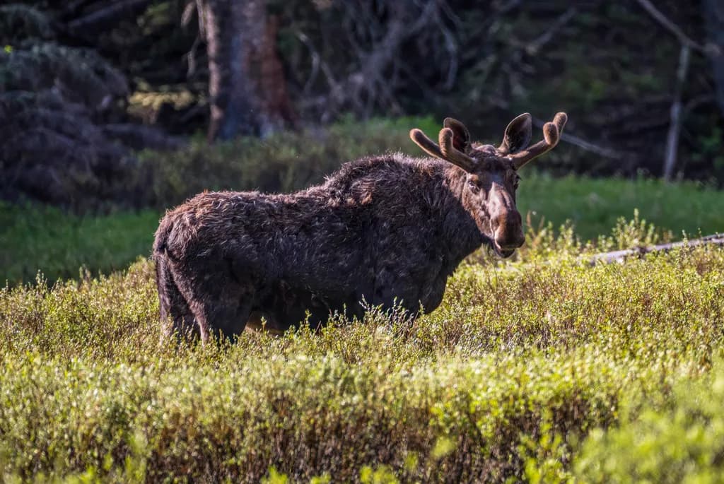 "Majestic Moose in the Wild: A Glimpse of Nature's Serenity"