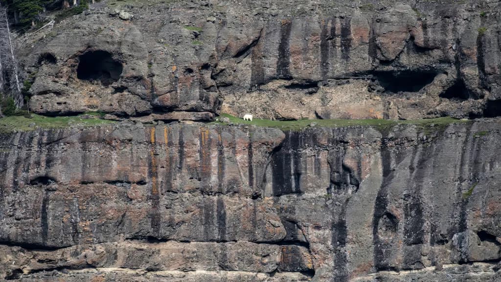 "Whispers of the Wild: A Mountain Goat's Solitude on the Rocky Cliffs"