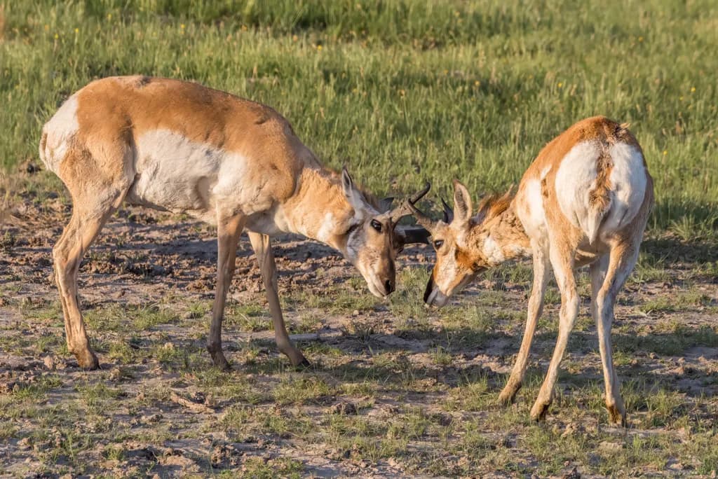 "Whispers of the Prairie: A Moment Between Pronghorns"