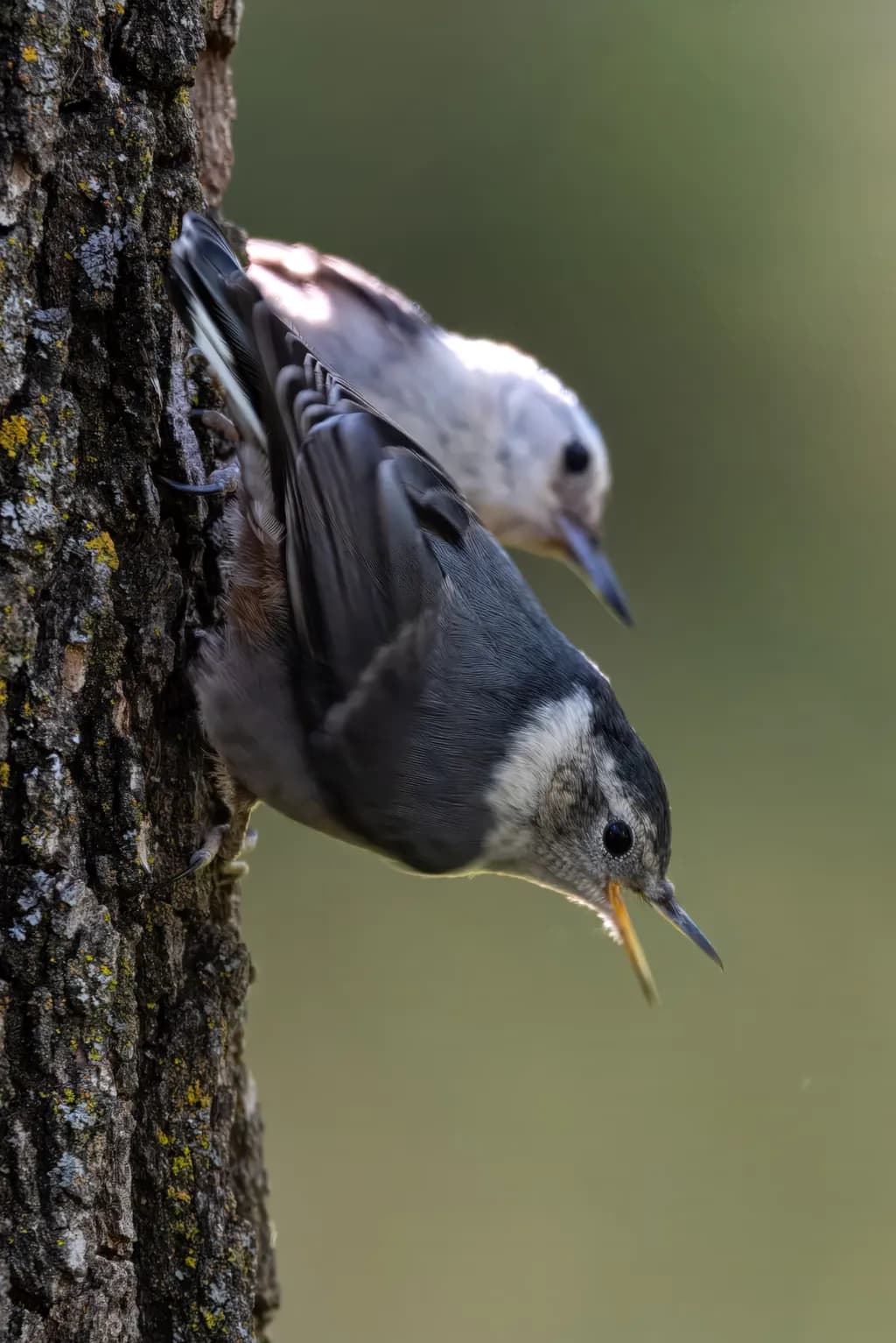 "Nature's Harmony: A Moment with the Nuthatch"