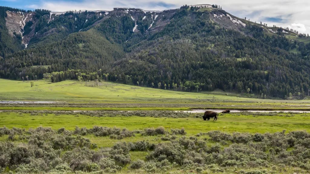 "Whispers of the Wild: A Bison's Journey Through Yellowstone's Embrace"