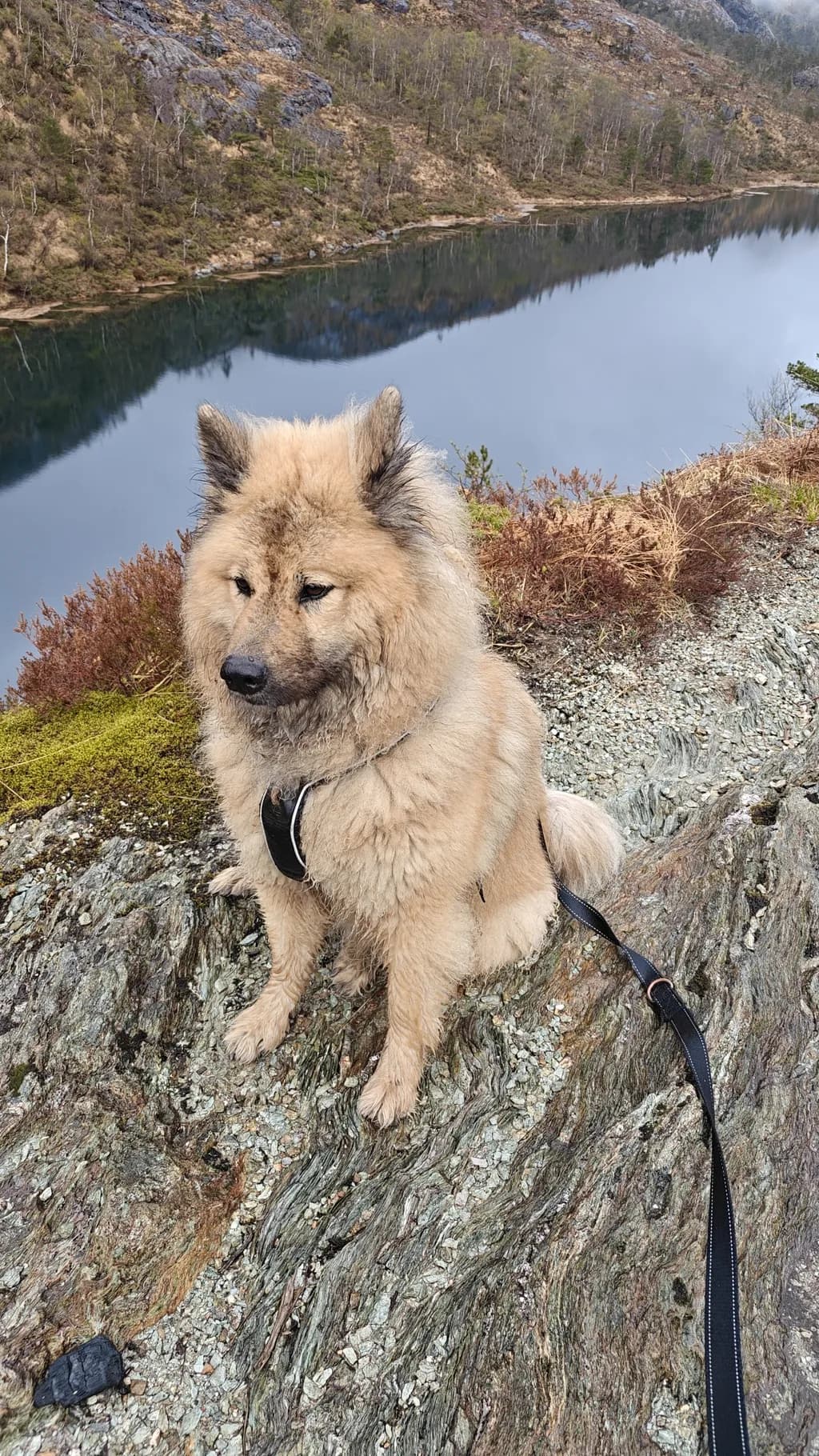Dog on Rocky Path