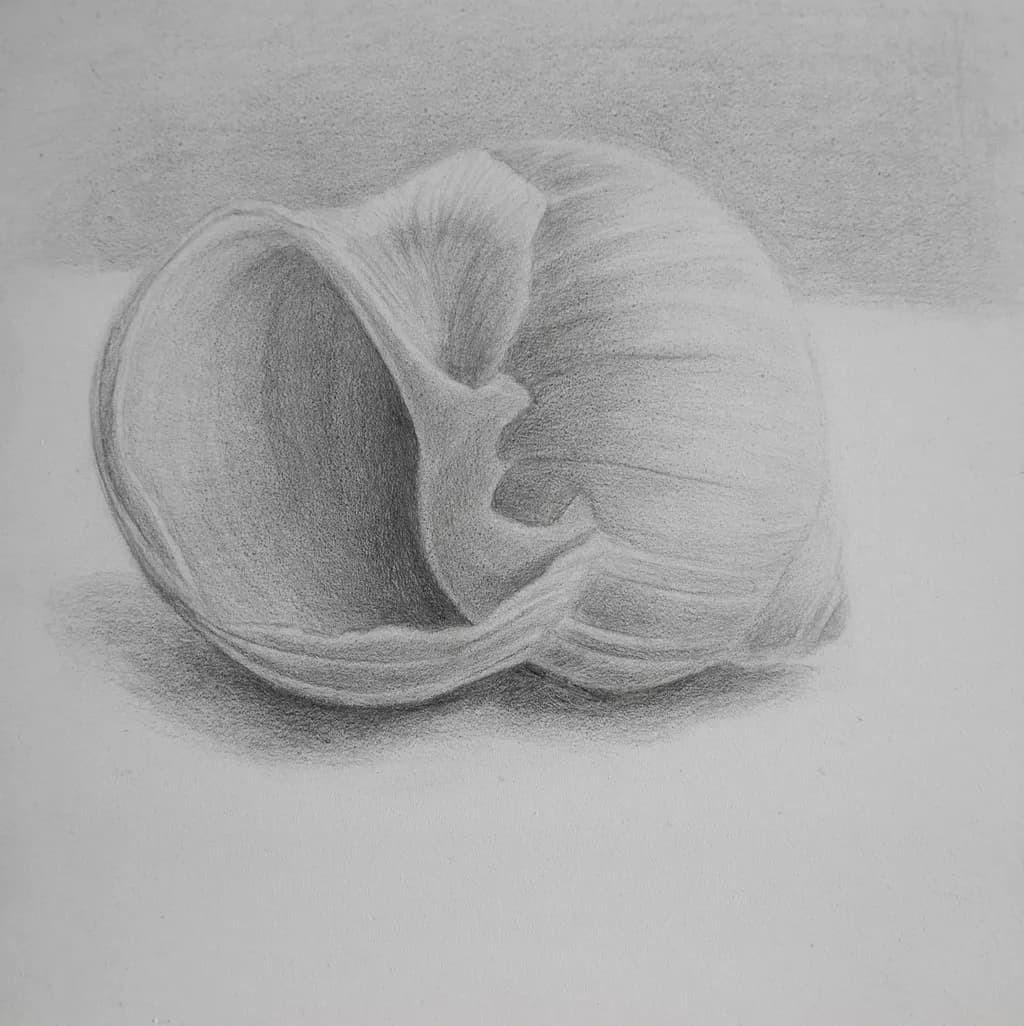 Moon Snail Shell