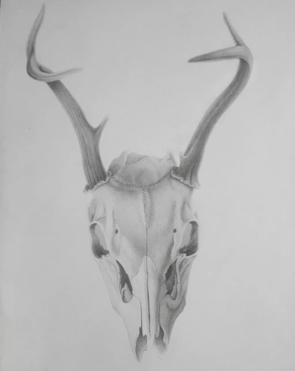 Young Buck Skull
