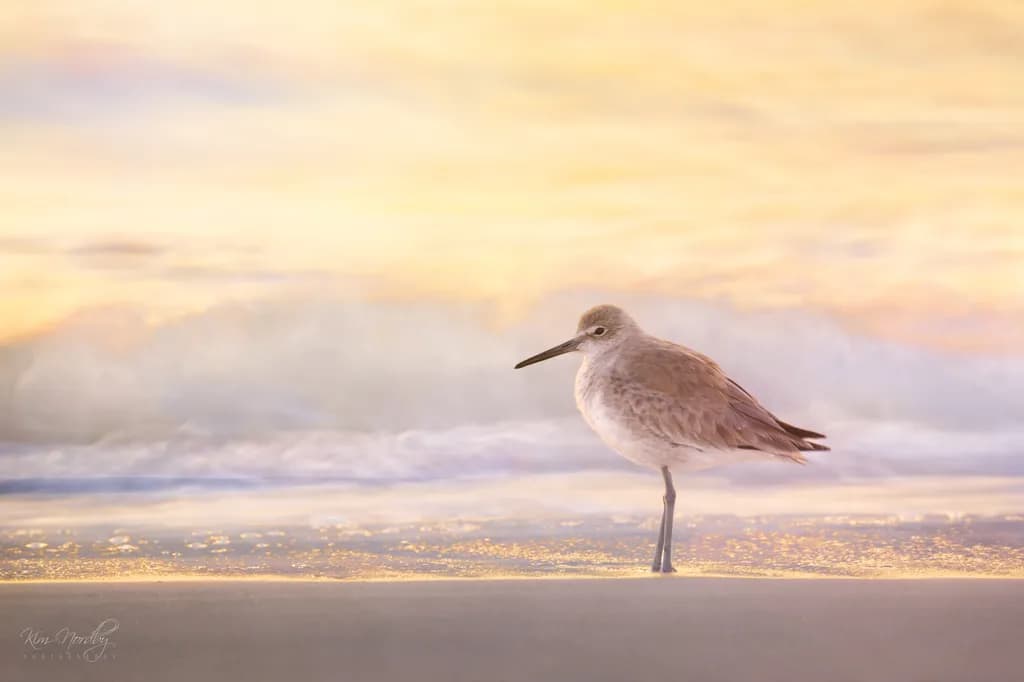 Golden Shore Watcher