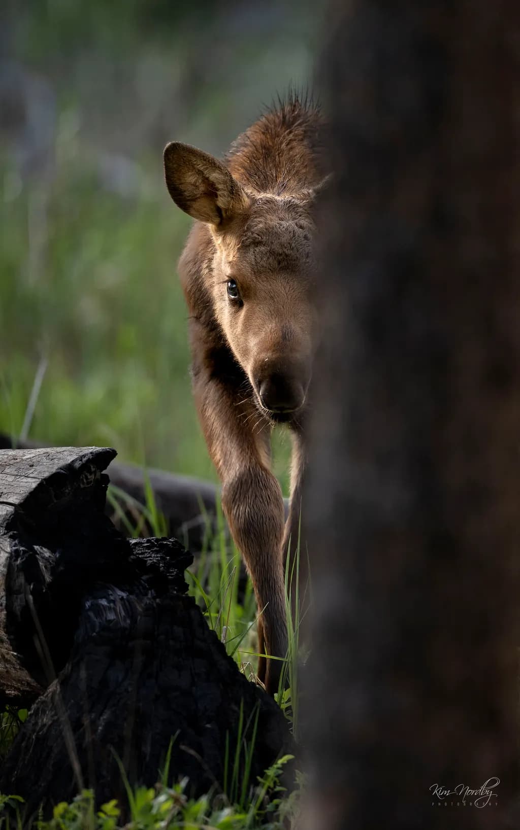 Curious Calf Glance