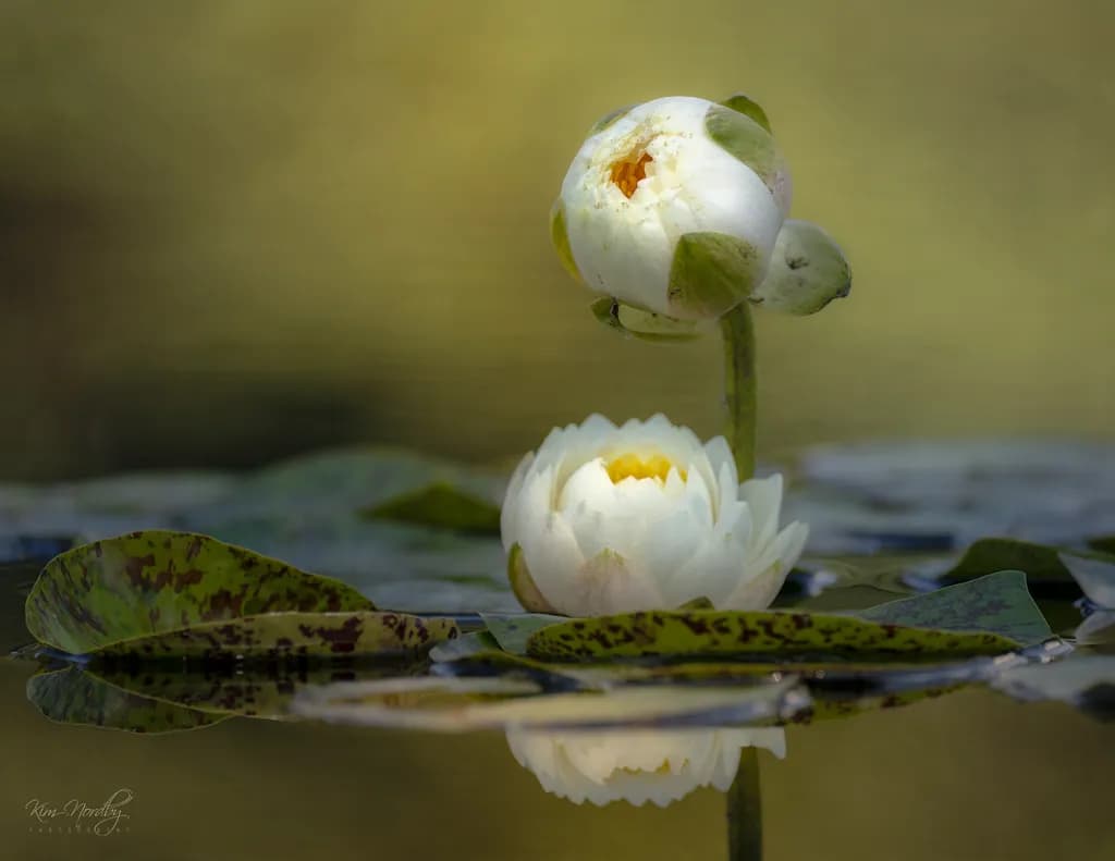 Quiet Blossom