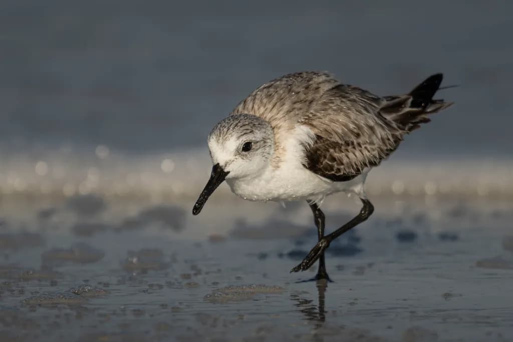 Shoreline Stride