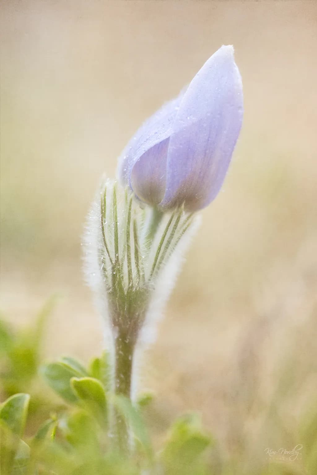 Soft Awakening