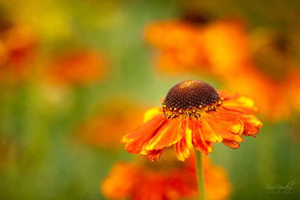Sunlit Helenium