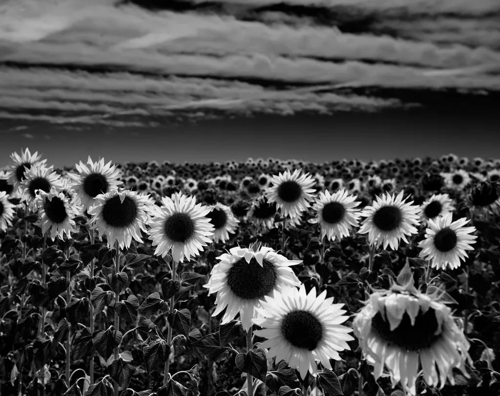 Sunflowers Monochrome