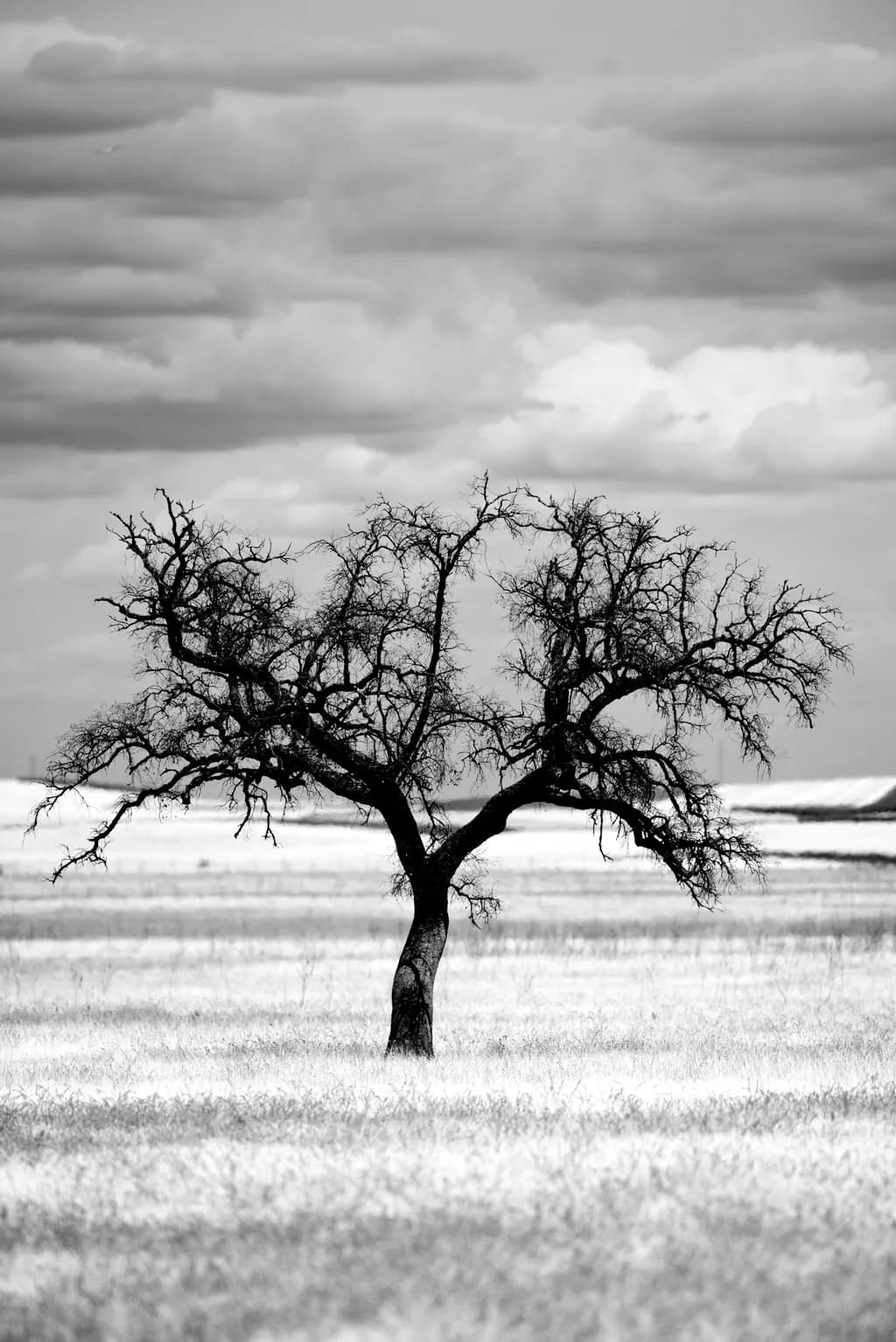 Stork Tree Silhouette
