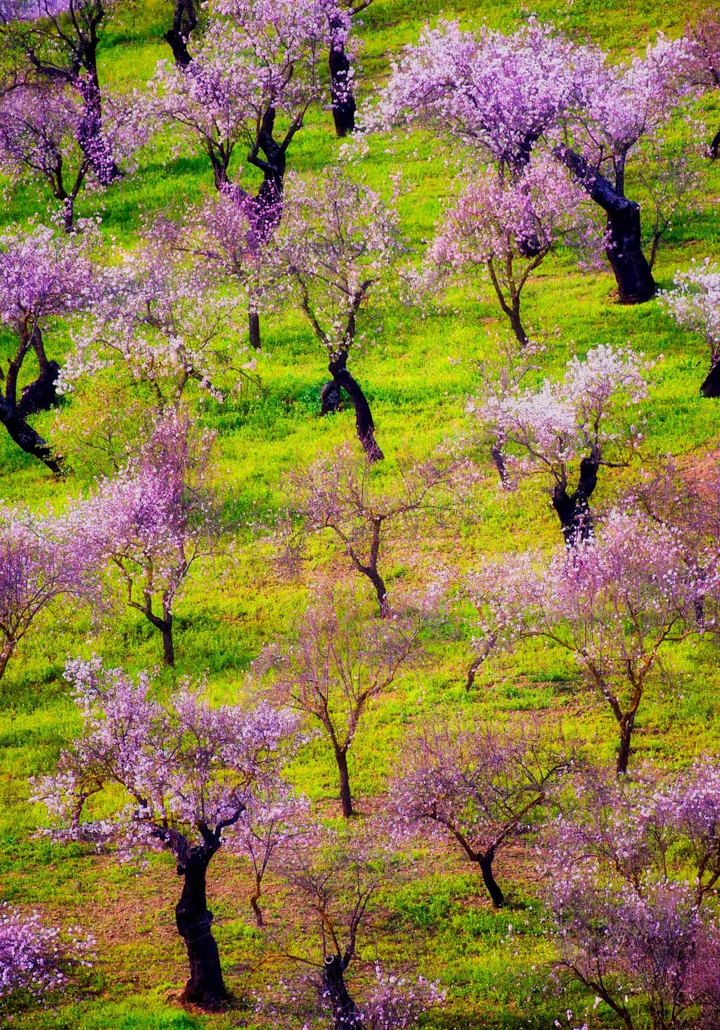 Spring Orchard Patch
