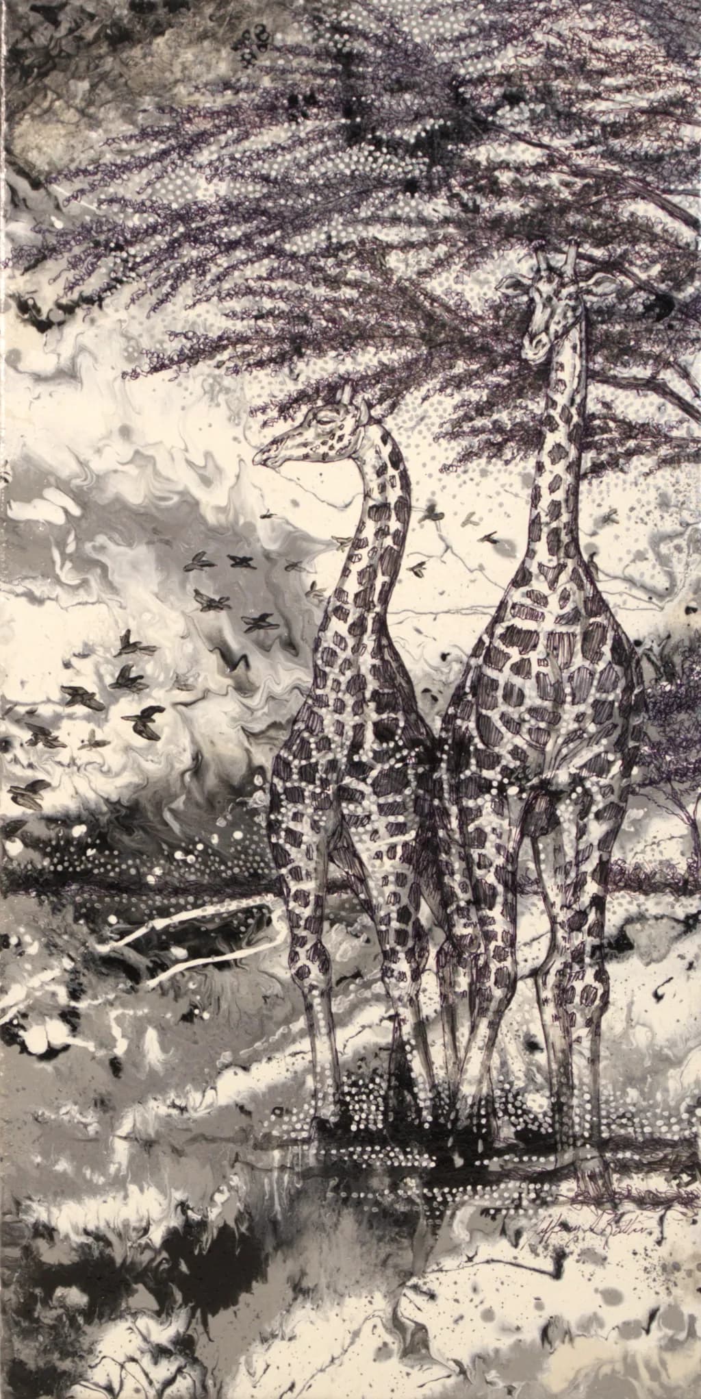 Acacia Giraffes