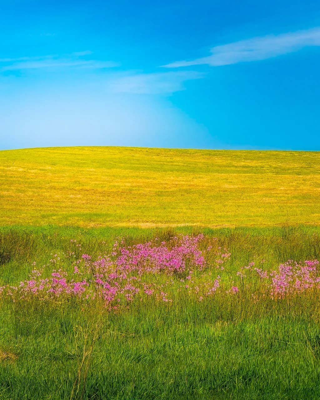 Golden Hill Bloom