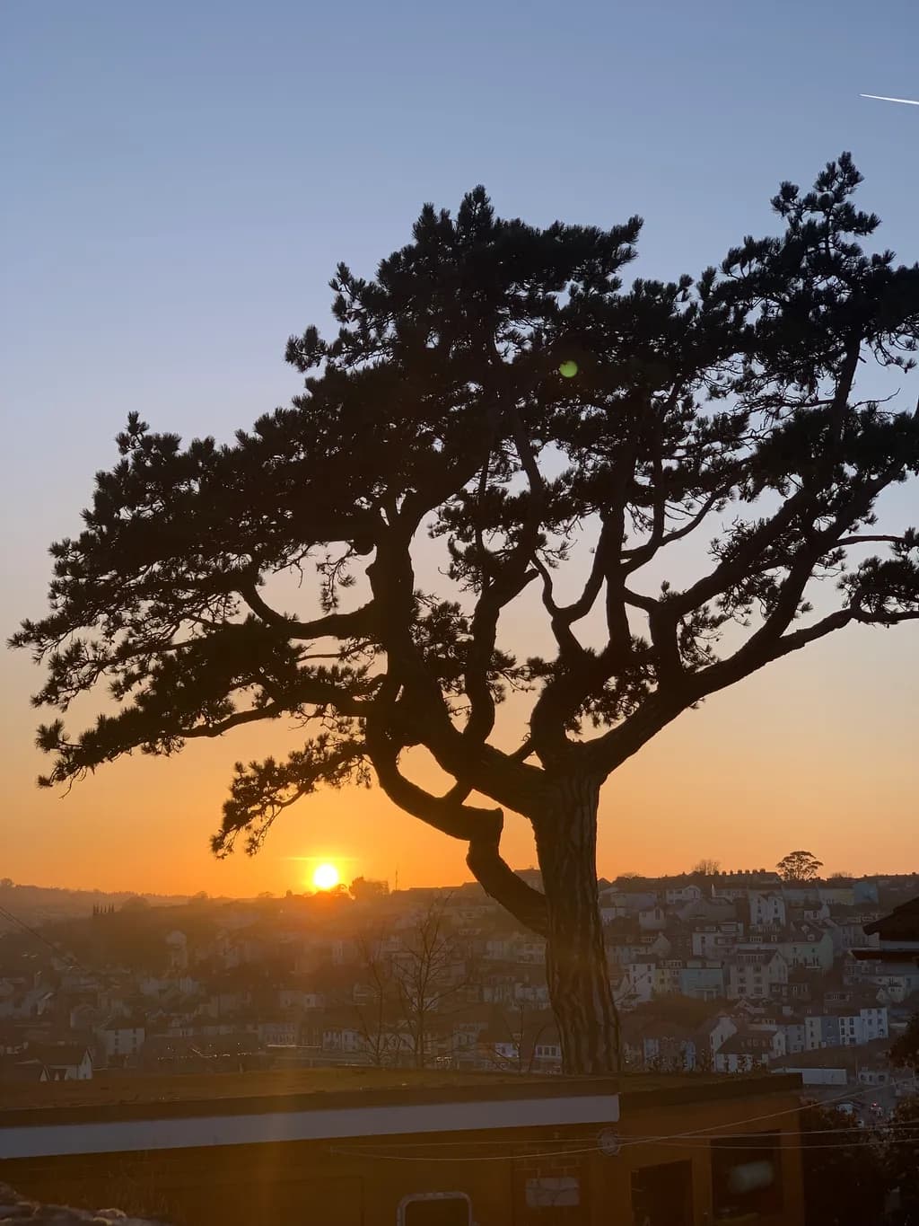 Sunset Behind Tree