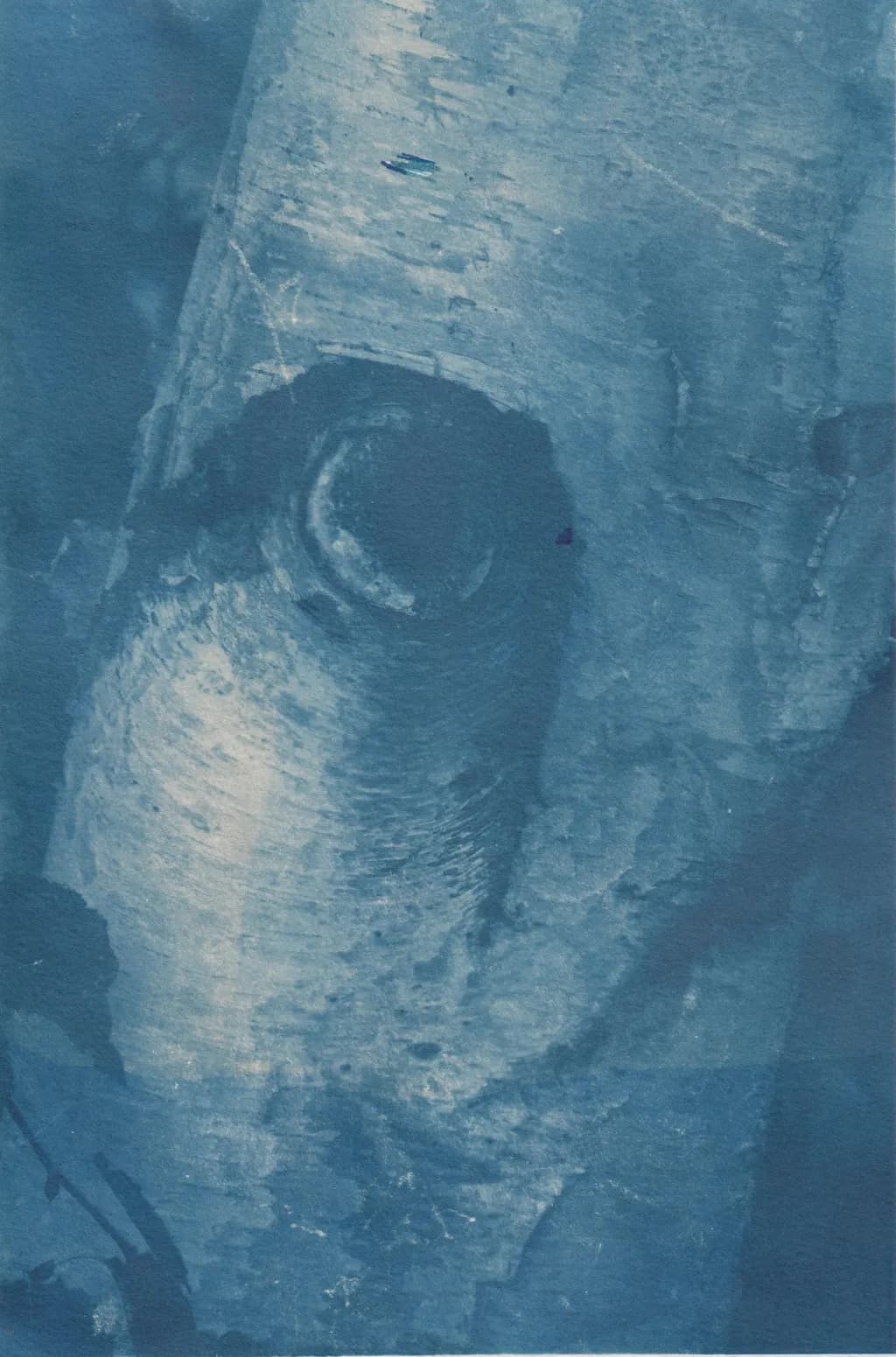 Boudeur Tree Ring