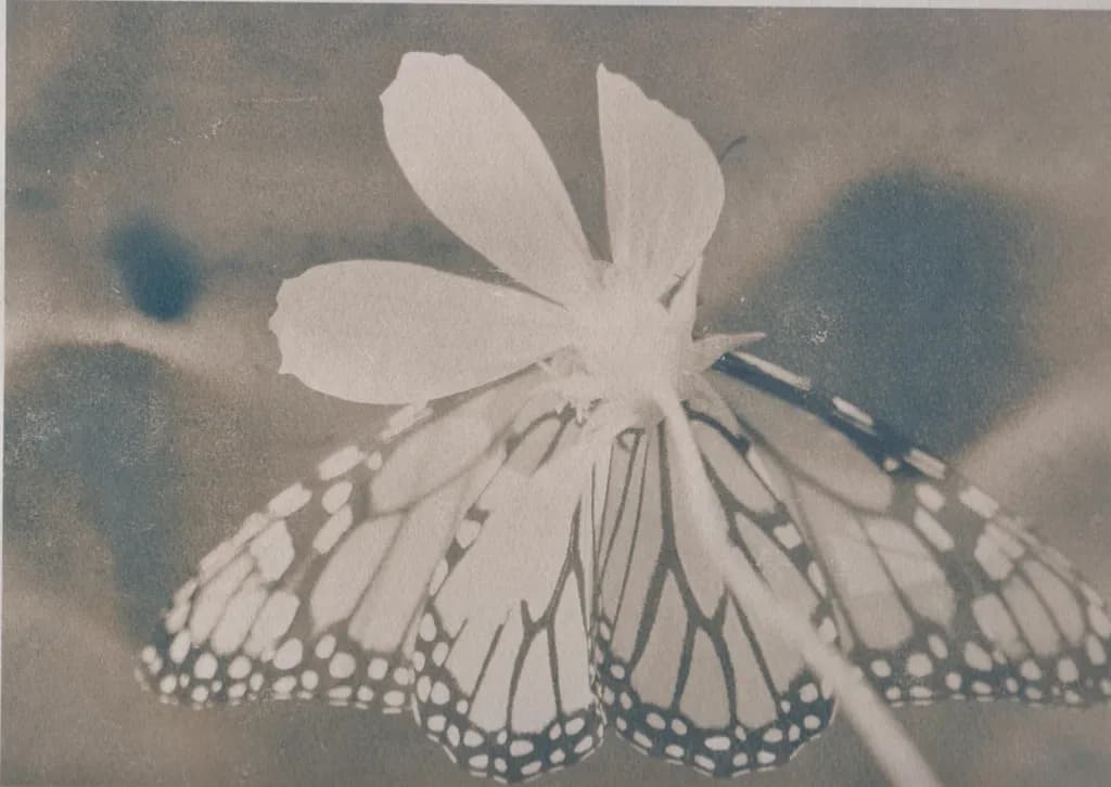 Papillon Gris