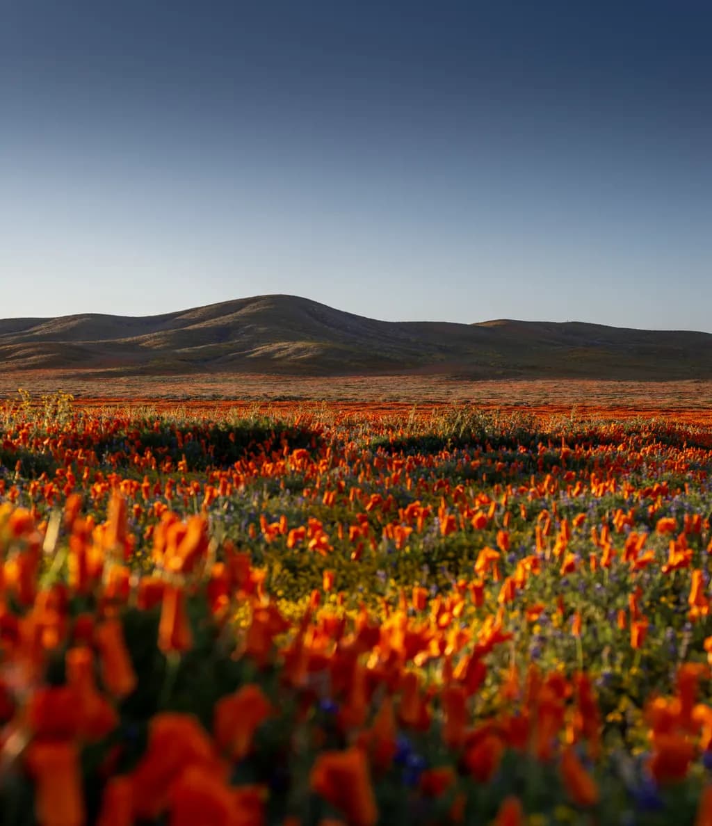 Lancaster Flower Field