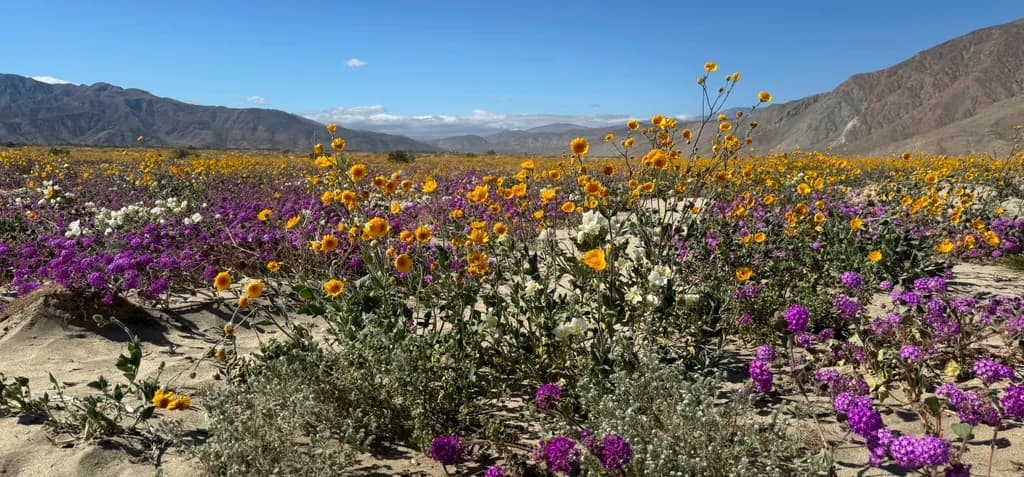 Desert Wildflower Bloom