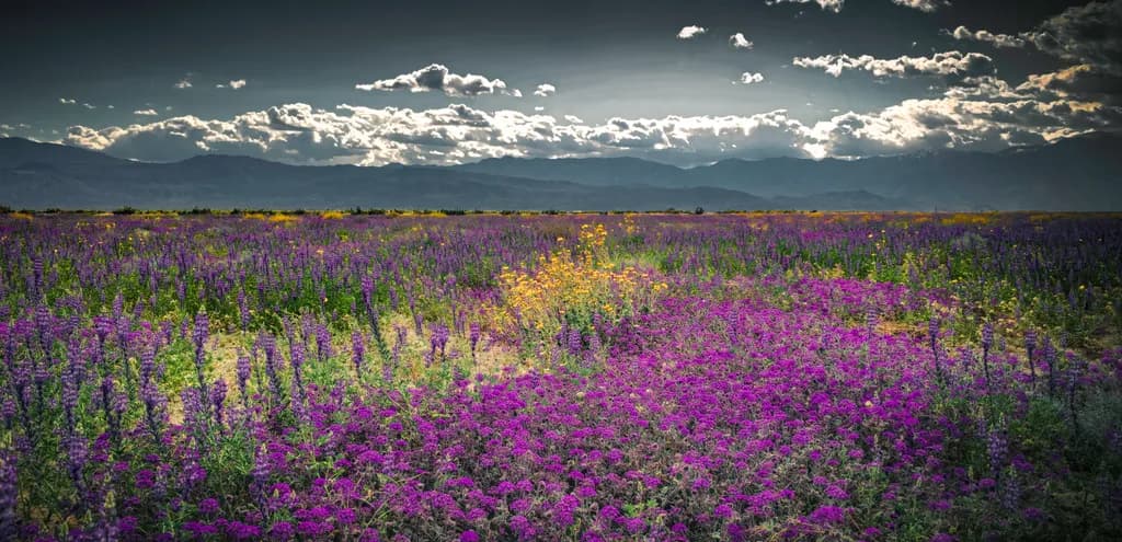 Mountain Wildflower Fields