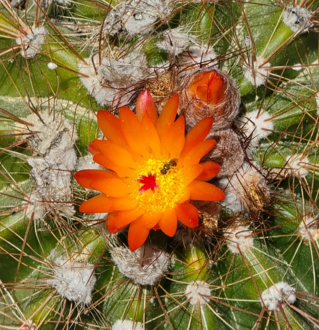 Desert Ember Bloom
