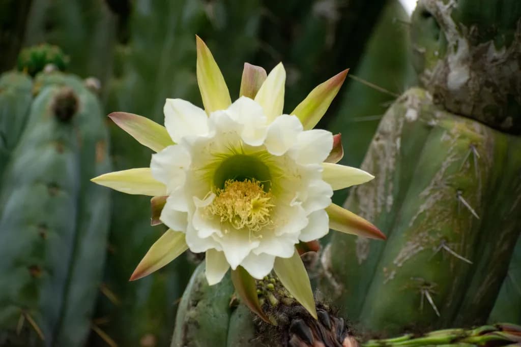 Desert Bloom