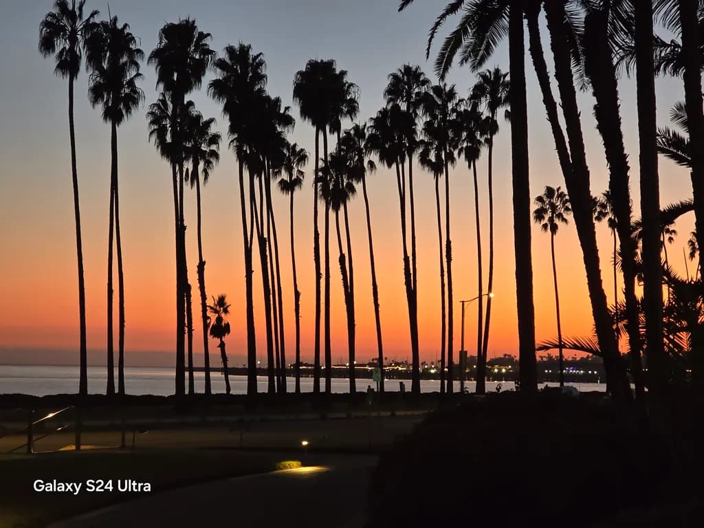 Palms Sunset