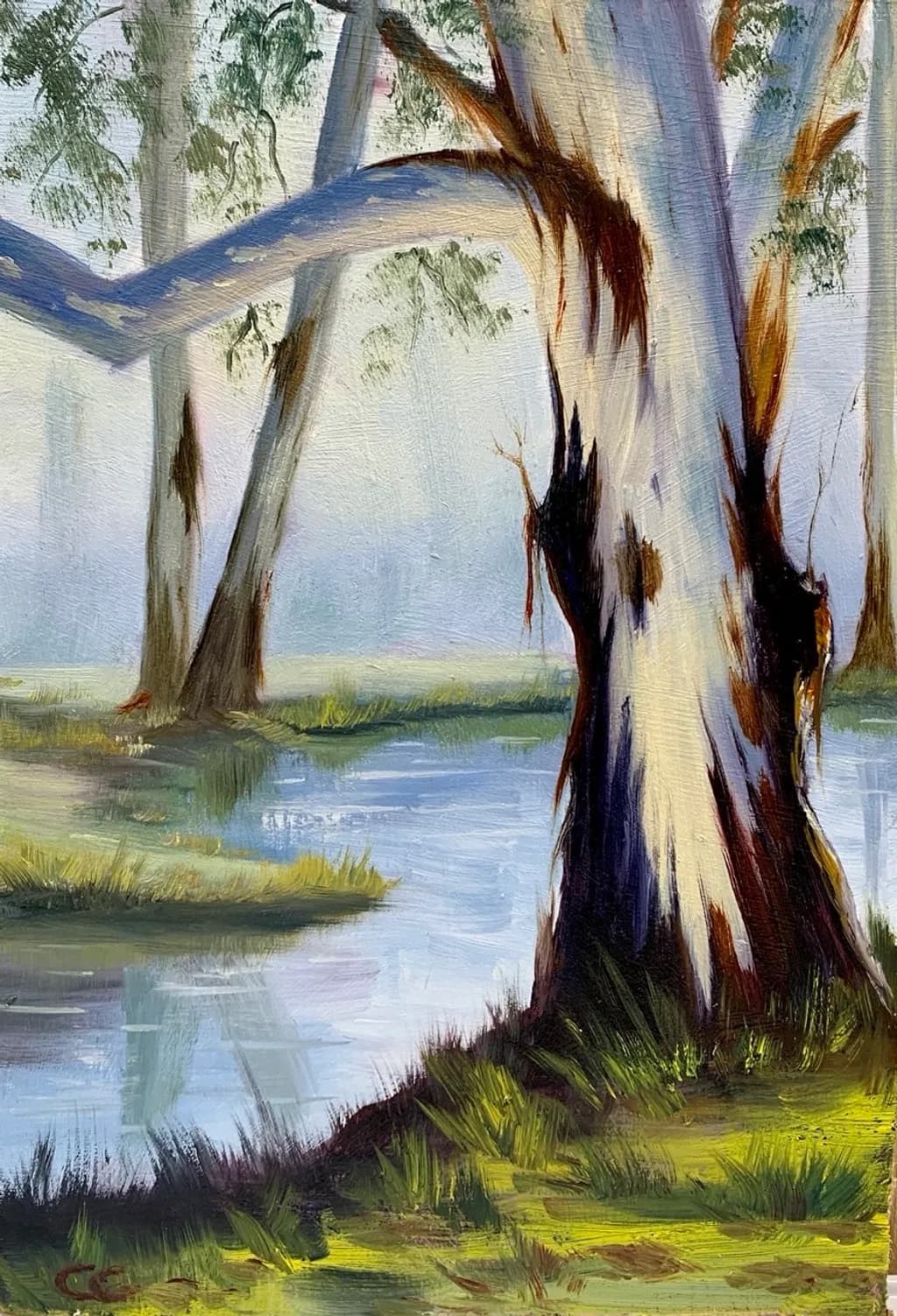 Gum Tree Reflections