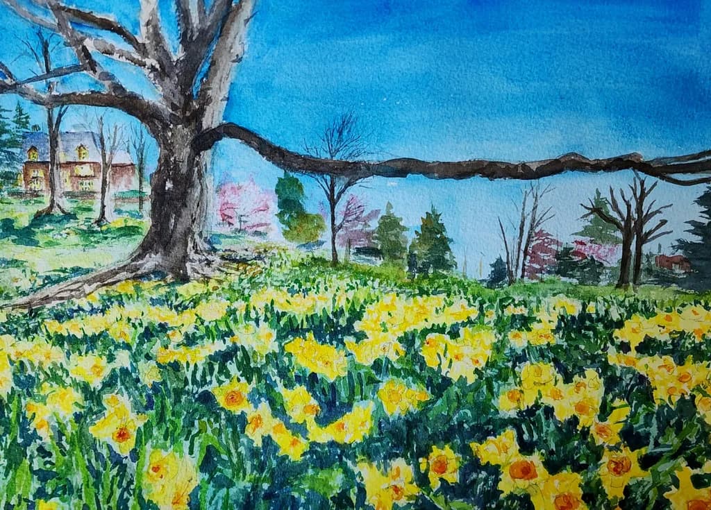Daffodil Festival Field