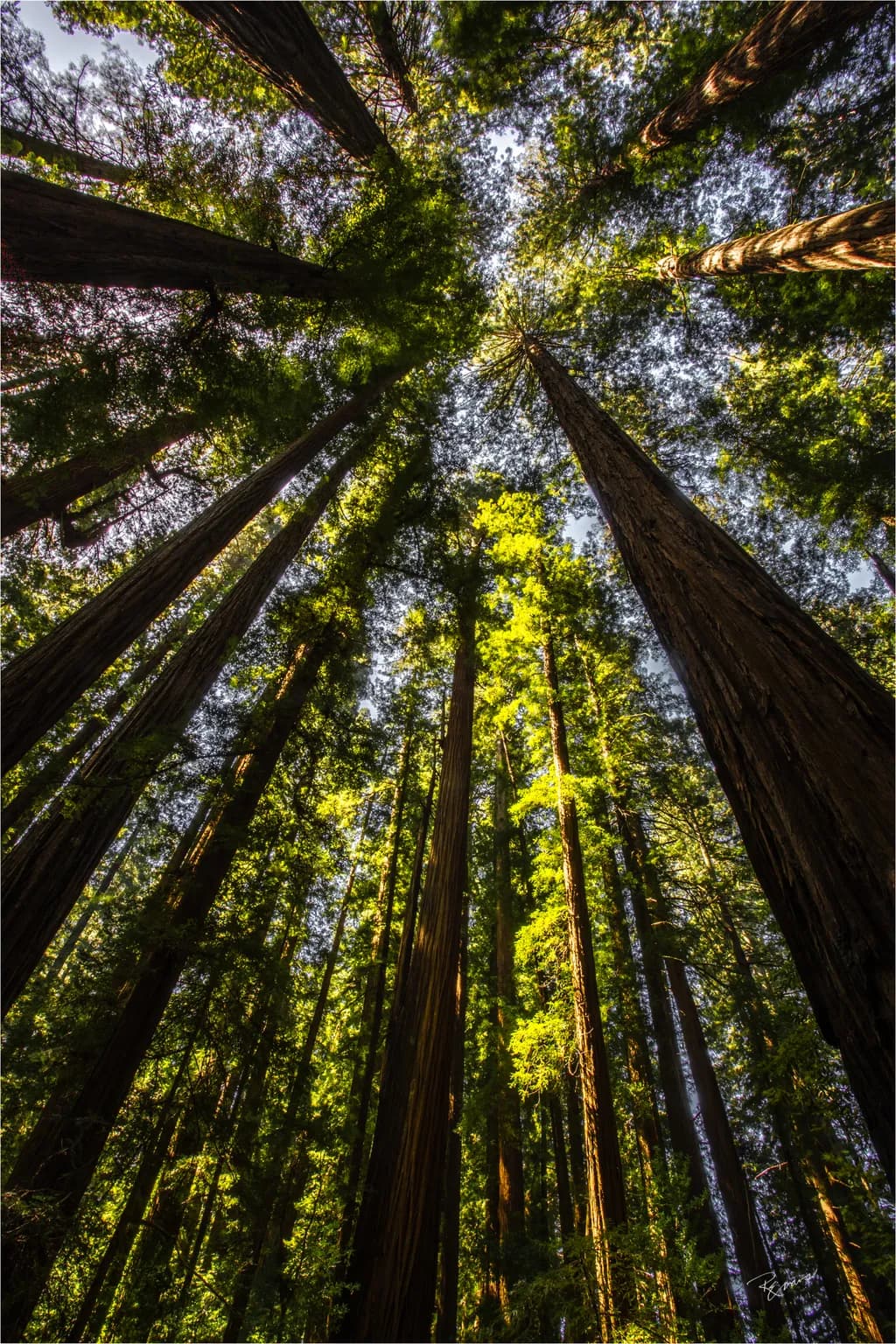Majestic Canopy