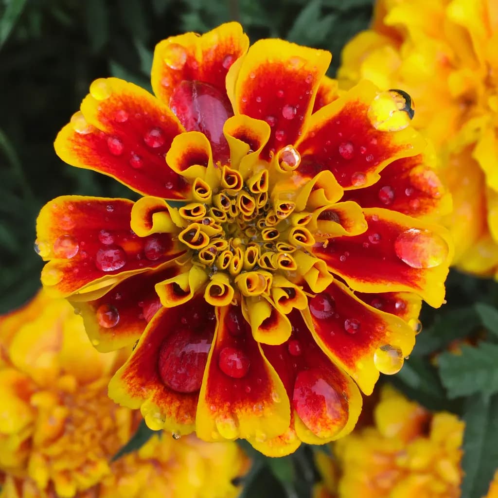 Mirabella Marigold Close-Up