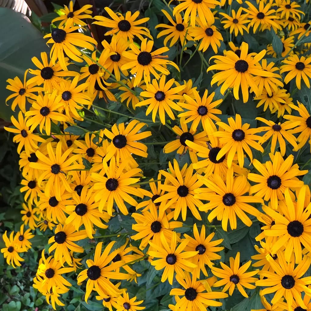 Black-Eyed Susans, Hanover