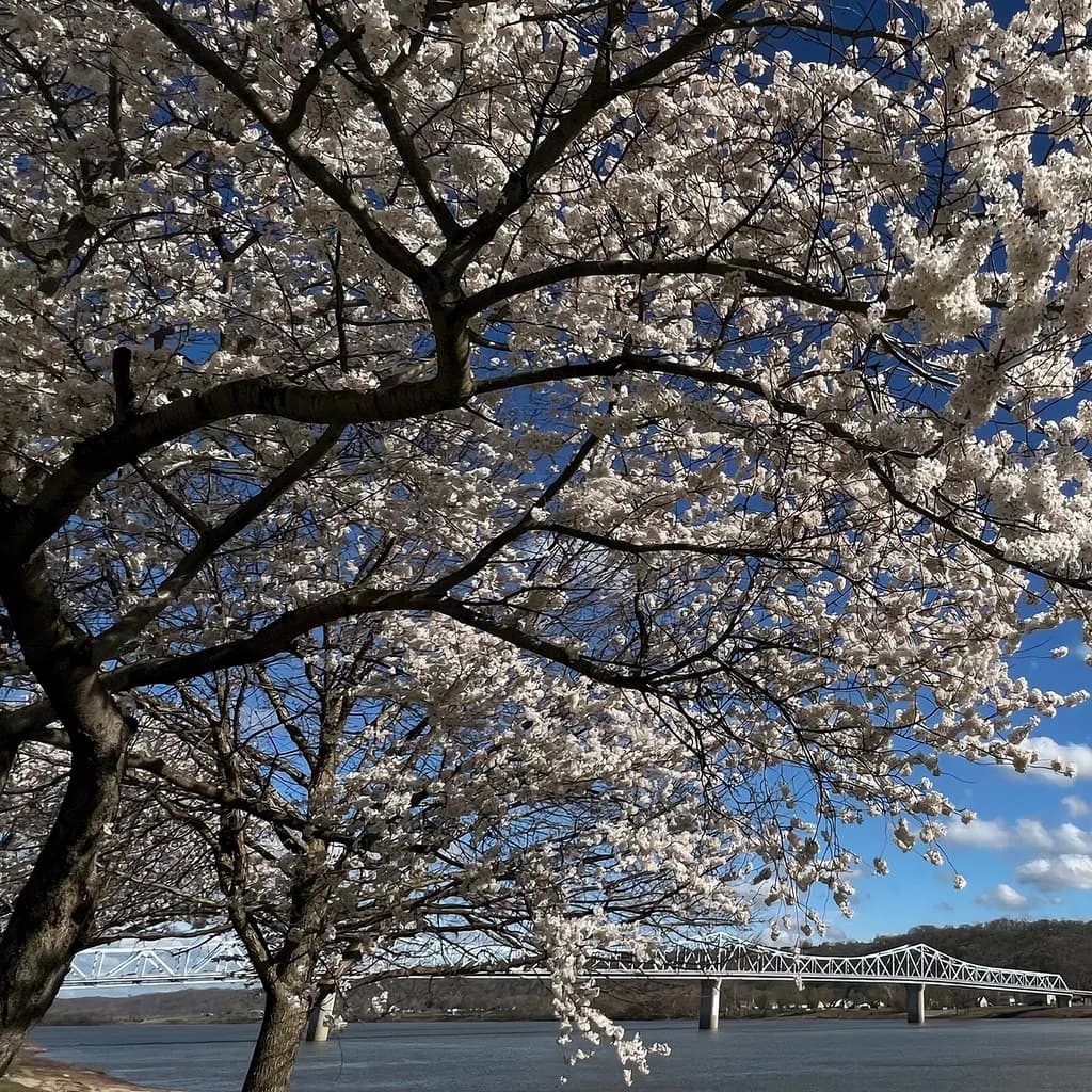 Bridging Sakuras
